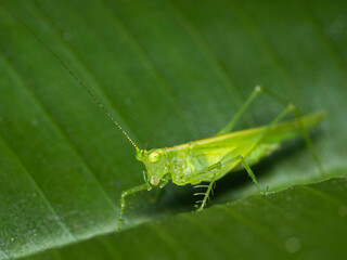 green locust