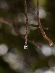raindrops