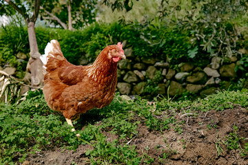 Free-grazing domestic hen on a traditional free range poultry organic farm. Adult chicken are walking on the soil.