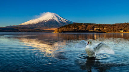 絶景　富士山と白鳥 © Yuuki Kobayashi