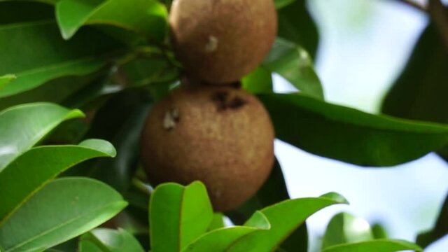 Sapodilla fruit (Also called Manilkara zapota, sapota, chikoo, naseberry, sawo, nispero). The name "zapota" from the Spanish zapote ultimately derives from the Nahuatl word tzapoti. juicy and watery