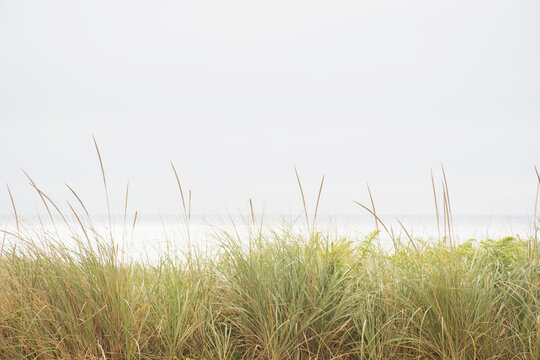 USA, Massachusetts, Cape Cod, Nantucket Island, Marram grass and Atlantic Ocean from dunes