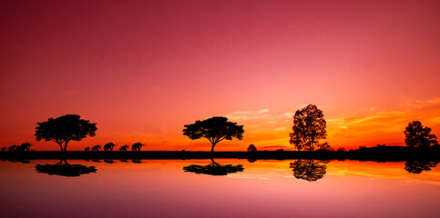 Amazing sunset and sunrise.Panorama silhouette tree in africa with sunset.Dark tree on open field dramatic sunrise.Safari theme.