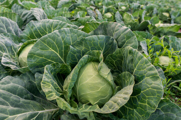 head of young green cabbage close-up.