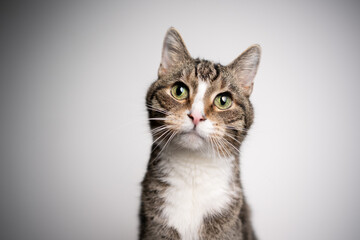 beautiful old tabby white cat with green eyes tilting head portrait on white background with copy space