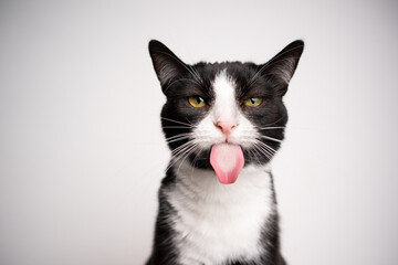 naughty black and white tuxedo cat sticking out tongue looking at camera on white background with...