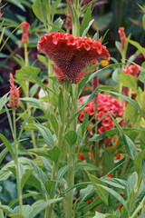 Cockscomb flower (Celosia argentea var. cristata).