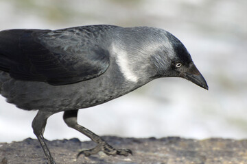 Obraz premium Western Jackdaw (Corvus monedula) bird on a simple background close up. Black raven sits on a stone.