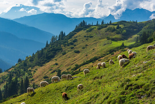 alpine meadow with sheep
