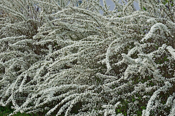 Bridalwreath spirea (Spiraea prunifolia)