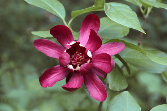 Eastern sweetshrub (Calycanthus floridus). Called Carolina spicebush also