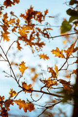 Branches d'arbres en automne