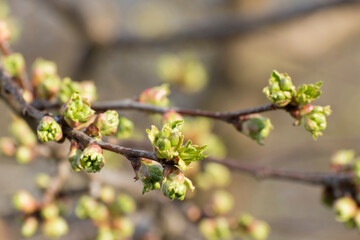 Cherry tree branch with buds. Spring background with fresh leaves, blurred, selective focus.