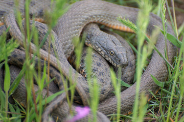 Fototapeta premium Common snake (Natrix natrix) in the grass. Mating time in spring in the meadow.