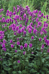 Common Hedgebettle (Betonica officinalis). Called Betony, Purple betony, Wood betony and Bishopwort also. Another botanical name is Stachys officinalis