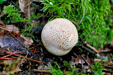 Leopard Earthball fungus (Scleroderma areolatum) found in forest leaf litter
