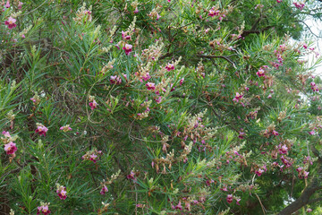 Desert willow (Chilopsis linearis)