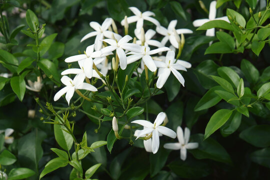 Twisted jasmine (Jasminum tortuosum). Called African jasmine and Perfume jasmine also