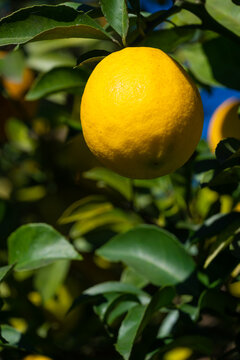 Close-up of one ripe lemon on a tree on a sunny day, copy space. Vertical photo
