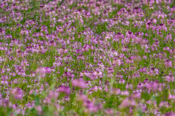 Field of pink wildflowers