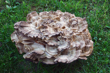 Giant polypore (Meripilus sumstinei). Called Black staining polypore also