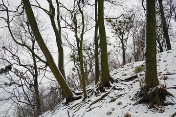 Park on the mountain in winter. Old trees without leaves. Trunks of deciduous plants.