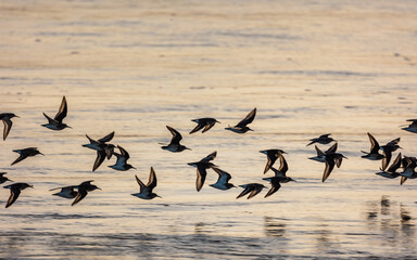 Flock of sandpiper birds flying low over the shoreline during golden hour
