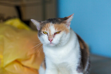 The cat is annoyed. The cat makes a funny face.