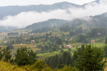 Fototapeta na wymiar Fog in the forest at Bulgaria.