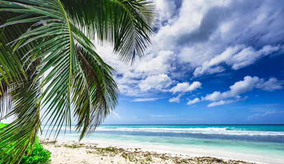caribbean sea palm trees paradise
