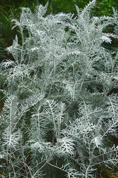 Powis Castle wormwood (Artemisia arborescens 'Powis Castle'). Hybrid between Artemisia arborescens and Artemisia absinthum