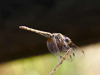 Dragonfly perched on a bush, near Xativa, Valencia, Spain.