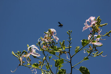 Pink flower or Bauhinia flower