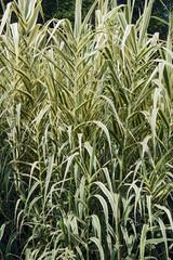Striped giant reed (Arundo donax 'Variegata'). Called Variegated giant reed also. Synonym: Arundo donax var. versicolors