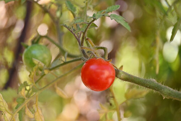 closeup the red ripe tomato growing with leaves and plant in the farm over out of focus green brown background.