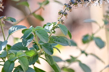 closeup the green ripe basil medicinal plant leaves and branch over out of focus green brown background.