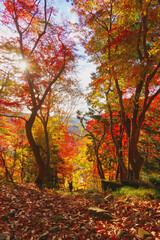 Obraz premium autumn in the forest