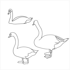 Wild ducks sketch.Image on white and colored background.Pattern.Vector.