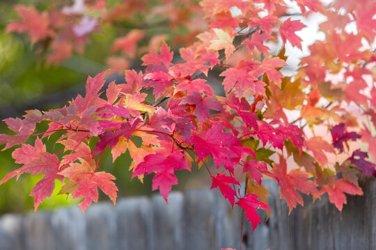 Autumn leaves of maple tree
