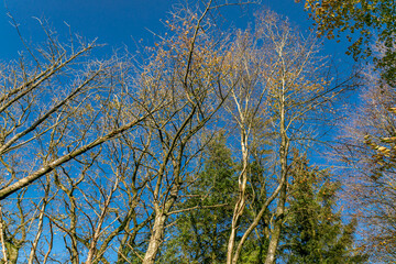 Danish beech forest in central Jutland.