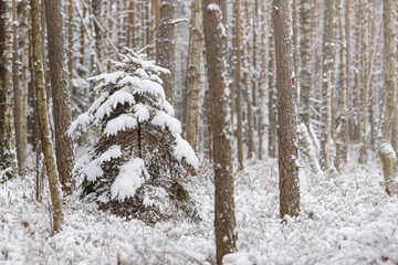 Snow Covered Pine Trees In Forest During Winter season.