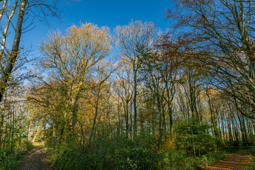 Danish beech forest in central Jutland.