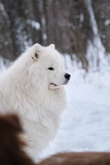 Beautiful fluffy adult Samoyed dog, profile view. Close up of face in winter park against background of snow. Northern aboriginal breed is large husky. Brown dog in front out of focus.