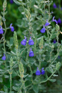 Germander sage (Salvia chamaedryoides)