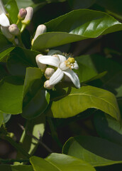 The American wonder lemon (Citrus x pyriformis). Called Skieriewice lemon also. Another botanical...