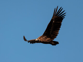 Griffon Vulture. Bird in flight.