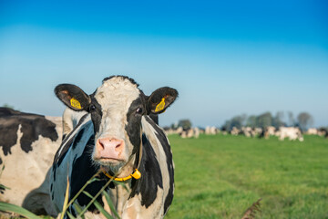 Dutch cows in Dutch meadow landscape