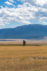 ?ne green tree in the middle of the steppe in Kurai area with North Chuisky Ridge on background.