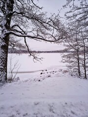 trees in the snow