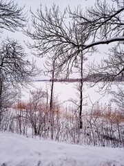 Fototapeta na wymiar trees in winter